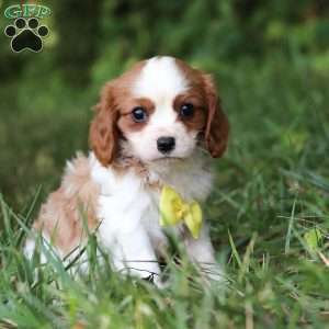 Mickey, Cavalier King Charles Spaniel Puppy